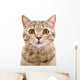 Portrait Cat Scottish Straight Wall Decal