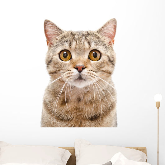 Portrait Cat Scottish Straight Wall Decal