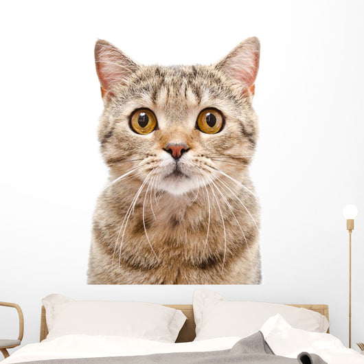 Portrait Cat Scottish Straight Wall Decal