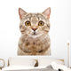Portrait Cat Scottish Straight Wall Decal