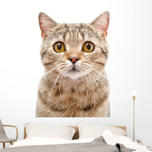 Portrait Cat Scottish Straight Wall Decal