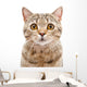Portrait Cat Scottish Straight Wall Decal