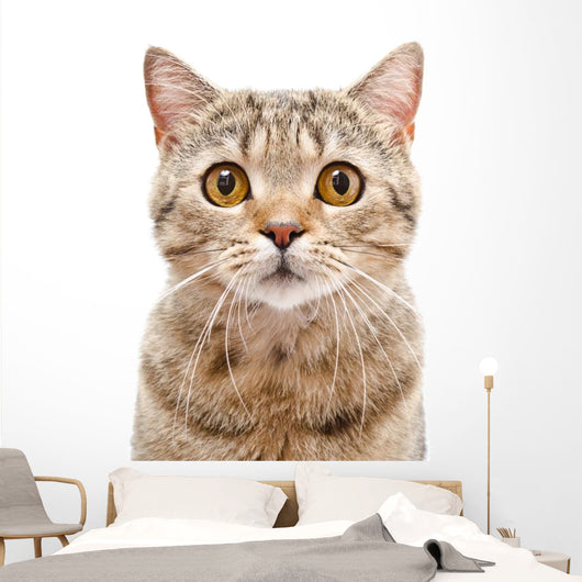 Portrait Cat Scottish Straight Wall Decal