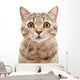 Portrait Cat Scottish Straight Wall Decal