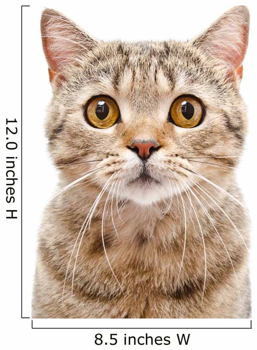 Portrait Cat Scottish Straight Wall Decal