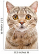 Portrait Cat Scottish Straight Wall Decal