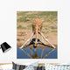 Drinking Giraffe Wall Decal