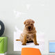 Funny Sitting Sharpei Wall Decal