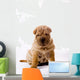 Funny Sitting Sharpei Wall Decal