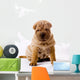Funny Sitting Sharpei Wall Decal