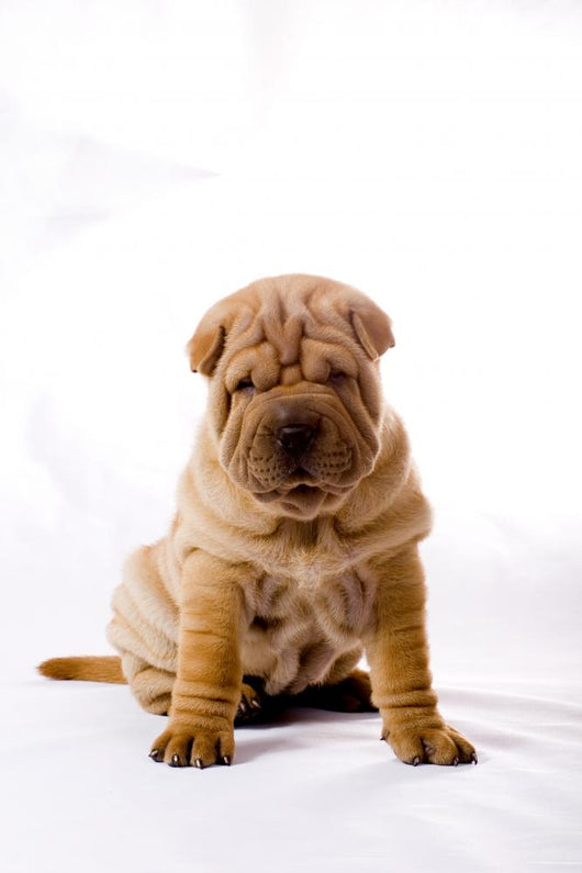 Funny Sitting Sharpei Wall Decal