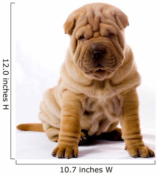 Funny Sitting Sharpei Wall Decal