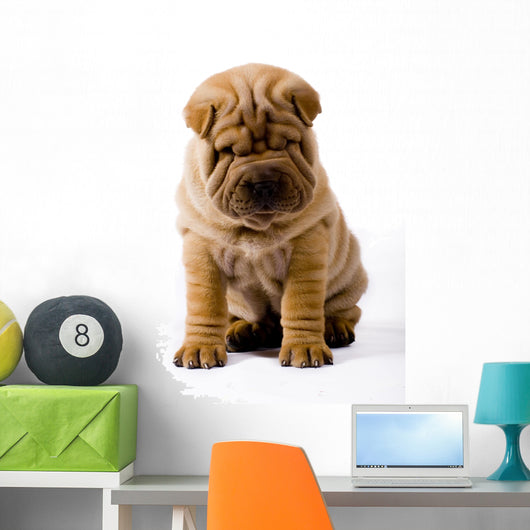 Funny Sharpei Wall Decal