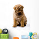 Funny Sharpei Wall Decal