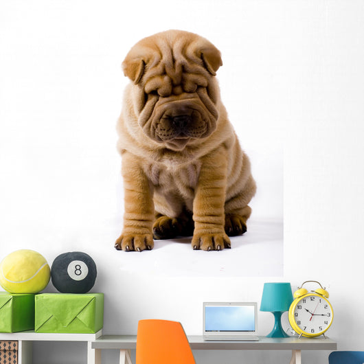 Funny Sharpei Wall Decal