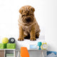 Funny Sharpei Wall Decal