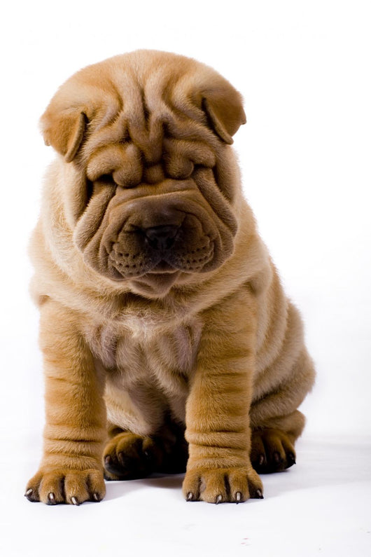 Funny Sharpei Wall Decal
