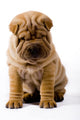 Funny Sharpei Wall Decal