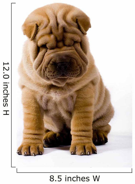 Funny Sharpei Wall Decal