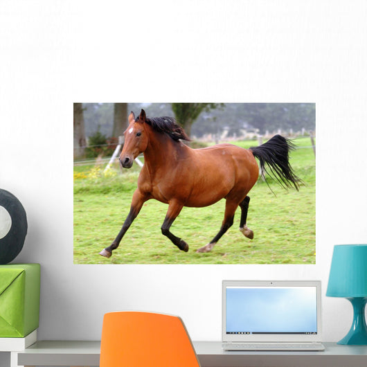 Galloping Horse Wall Decal