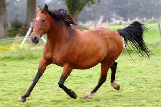 Galloping Horse Wall Decal