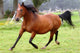 Galloping Horse Wall Decal