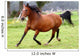 Galloping Horse Wall Decal