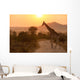 Giraffe Sunrise Kruger National Wall Decal