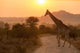 Giraffe Sunrise Kruger National Wall Decal