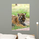Cute Siberian Tiger Cub Wall Decal