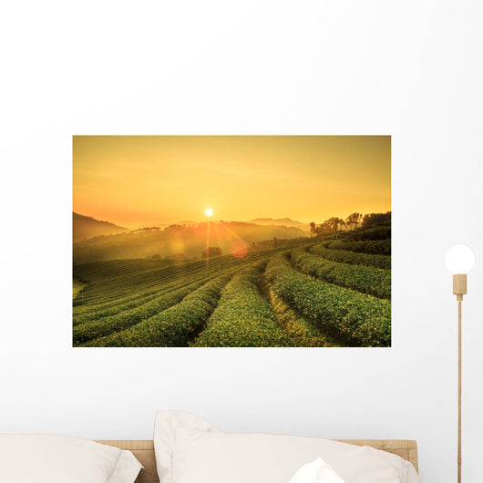 Sunrise Tea Plantation Landscape Wall Decal