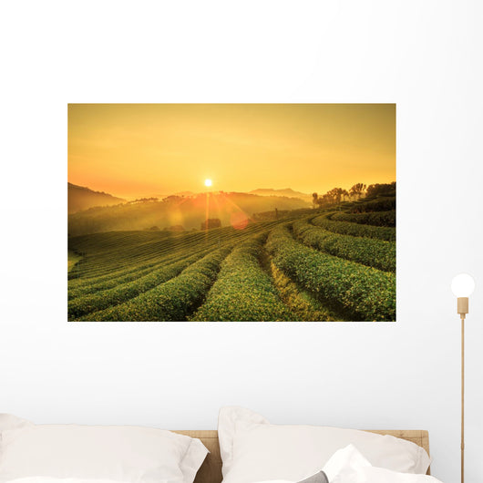 Sunrise Tea Plantation Landscape Wall Decal