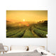 Sunrise Tea Plantation Landscape Wall Decal