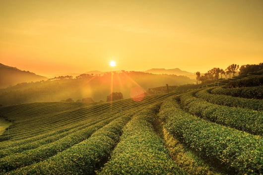 Sunrise Tea Plantation Landscape Wall Decal