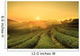 Sunrise Tea Plantation Landscape Wall Decal