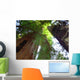 Redwoods State Park Wall Decal