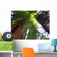 Redwoods State Park Wall Decal
