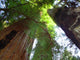 Redwoods State Park Wall Decal