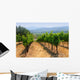 Vineyards Napa California Wall Decal
