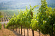 Vineyards California Wall Decal