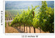 Vineyards California Wall Decal
