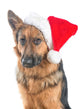 Cute German Shepherd Dog Wall Decal