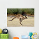 Kanguru Beim H Pfen Wall Decal