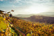 Vigne Delle Colline Delle Wall Decal