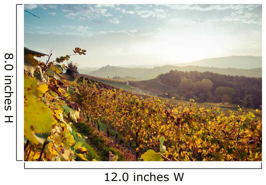 Vigne Delle Colline Delle Wall Decal