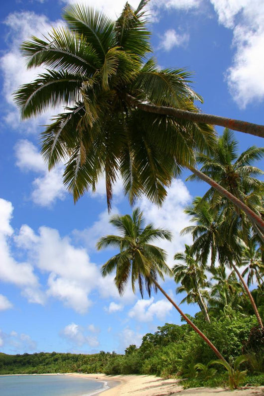 Tropical Dream Beach Paradise Wall Decal