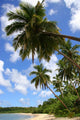 Tropical Dream Beach Paradise Wall Decal