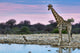Giraffe Sunset Wall Decal