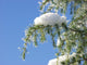 Winter Wall Decal