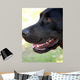 Labrador Wall Decal